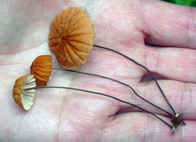 Marasmius siccus.